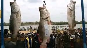 Fishing competitions using traditional methods, demonstration of indigenous fishing techniques, inter-community participation from Tiv, Etulo and Jukun, cultural performances and celebration of riverine livelihood.