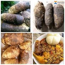 Traditional dances, feasting, offering of first yams to ancestors