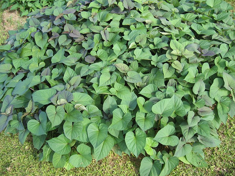 Atsaka